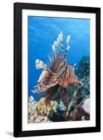 Lionfish (Pterois Miles)-Reinhard Dirscherl-Framed Photographic Print