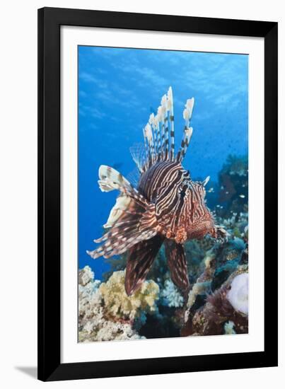 Lionfish (Pterois Miles)-Reinhard Dirscherl-Framed Photographic Print