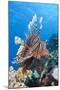 Lionfish (Pterois Miles)-Reinhard Dirscherl-Mounted Photographic Print