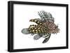 Lionfish (Pterois Volitans), Fishes-Encyclopaedia Britannica-Framed Poster