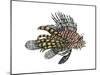 Lionfish (Pterois Volitans), Fishes-Encyclopaedia Britannica-Mounted Poster