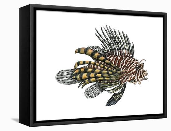 Lionfish (Pterois Volitans), Fishes-Encyclopaedia Britannica-Framed Stretched Canvas
