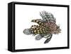 Lionfish (Pterois Volitans), Fishes-Encyclopaedia Britannica-Framed Stretched Canvas