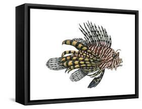 Lionfish (Pterois Volitans), Fishes-Encyclopaedia Britannica-Framed Stretched Canvas