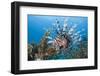 Lionfish (Pterois Volitans), Raja Ampat, West Papua, Indonesia-Reinhard Dirscherl-Framed Photographic Print