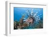 Lionfish (Pterois Volitans), Raja Ampat, West Papua, Indonesia-Reinhard Dirscherl-Framed Photographic Print