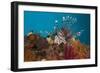 Lionfish (Pterois Volitans), Raja Ampat, West Papua, Indonesia-Reinhard Dirscherl-Framed Photographic Print