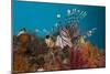 Lionfish (Pterois Volitans), Raja Ampat, West Papua, Indonesia-Reinhard Dirscherl-Mounted Photographic Print