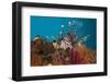 Lionfish (Pterois Volitans), Raja Ampat, West Papua, Indonesia-Reinhard Dirscherl-Framed Photographic Print