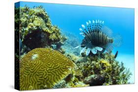 Lionfish swims along the edge of a coral reef, Cuba.-James White-Stretched Canvas