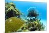 Lionfish swims along the edge of a coral reef, Cuba.-James White-Mounted Photographic Print