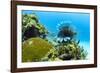 Lionfish swims along the edge of a coral reef, Cuba.-James White-Framed Photographic Print