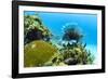 Lionfish swims along the edge of a coral reef, Cuba.-James White-Framed Photographic Print