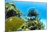 Lionfish swims along the edge of a coral reef, Cuba.-James White-Mounted Photographic Print