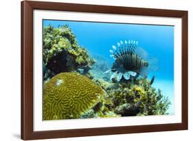 Lionfish swims along the edge of a coral reef, Cuba.-James White-Framed Photographic Print