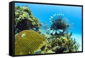 Lionfish swims along the edge of a coral reef, Cuba.-James White-Framed Stretched Canvas