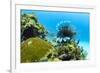 Lionfish swims along the edge of a coral reef, Cuba.-James White-Framed Premium Photographic Print