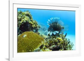 Lionfish swims along the edge of a coral reef, Cuba.-James White-Framed Premium Photographic Print