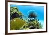 Lionfish swims along the edge of a coral reef, Cuba.-James White-Framed Premium Photographic Print