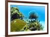 Lionfish swims along the edge of a coral reef, Cuba.-James White-Framed Premium Photographic Print