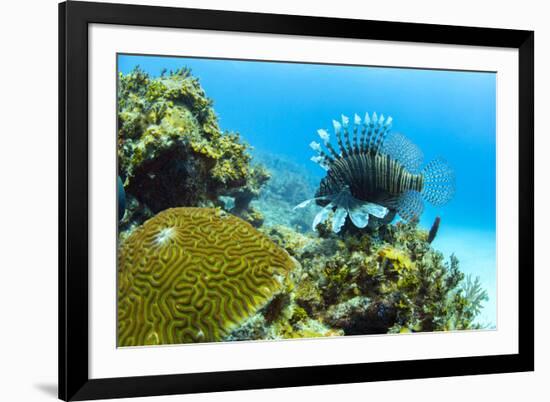 Lionfish swims along the edge of a coral reef, Cuba.-James White-Framed Premium Photographic Print