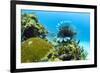 Lionfish swims along the edge of a coral reef, Cuba.-James White-Framed Premium Photographic Print