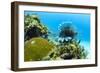 Lionfish swims along the edge of a coral reef, Cuba.-James White-Framed Photographic Print