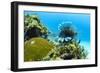 Lionfish swims along the edge of a coral reef, Cuba.-James White-Framed Photographic Print