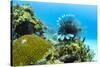 Lionfish swims along the edge of a coral reef, Cuba.-James White-Stretched Canvas