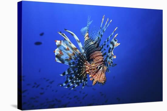 Lionfish-Barathieu Gabriel-Stretched Canvas