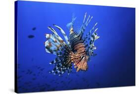 Lionfish-Barathieu Gabriel-Stretched Canvas