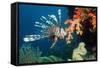 Lionfish-Georgette Douwma-Framed Stretched Canvas