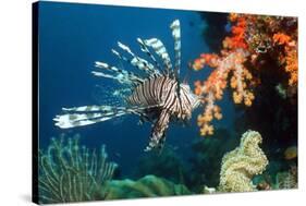 Lionfish-Georgette Douwma-Stretched Canvas