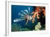 Lionfish-Georgette Douwma-Framed Premium Photographic Print