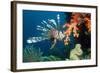 Lionfish-Georgette Douwma-Framed Premium Photographic Print