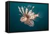 Lionfish-Michele Westmorland-Framed Stretched Canvas