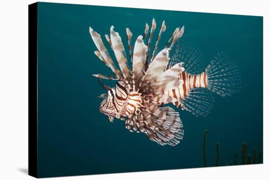 Lionfish-Michele Westmorland-Stretched Canvas