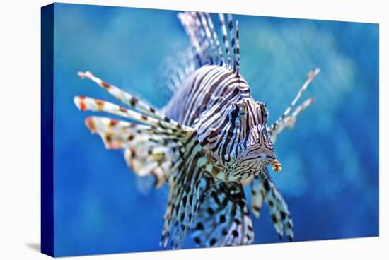 Lionfish-manchu-Stretched Canvas