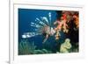 Lionfish-Georgette Douwma-Framed Photographic Print