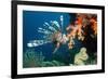 Lionfish-Georgette Douwma-Framed Photographic Print