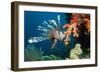 Lionfish-Georgette Douwma-Framed Photographic Print