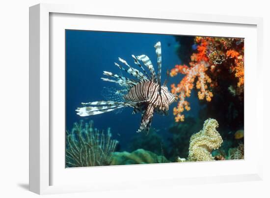 Lionfish-Georgette Douwma-Framed Photographic Print