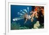 Lionfish-Georgette Douwma-Framed Photographic Print