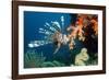 Lionfish-Georgette Douwma-Framed Photographic Print