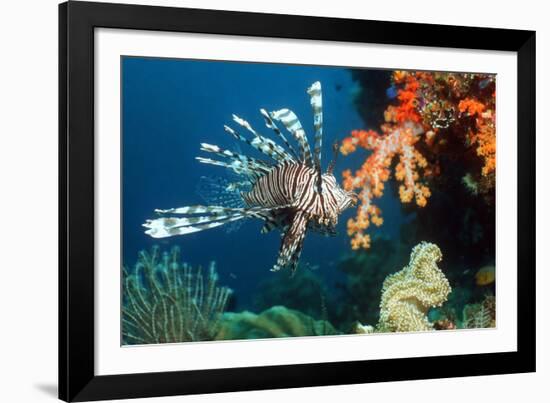 Lionfish-Georgette Douwma-Framed Photographic Print