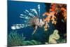 Lionfish-Georgette Douwma-Mounted Photographic Print