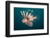 Lionfish-Michele Westmorland-Framed Photographic Print