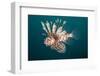 Lionfish-Michele Westmorland-Framed Photographic Print