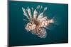 Lionfish-Michele Westmorland-Mounted Photographic Print