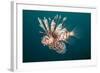 Lionfish-Michele Westmorland-Framed Photographic Print